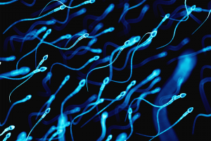 Discovered protein that promotes the compatibility between chromosomes after fertilization